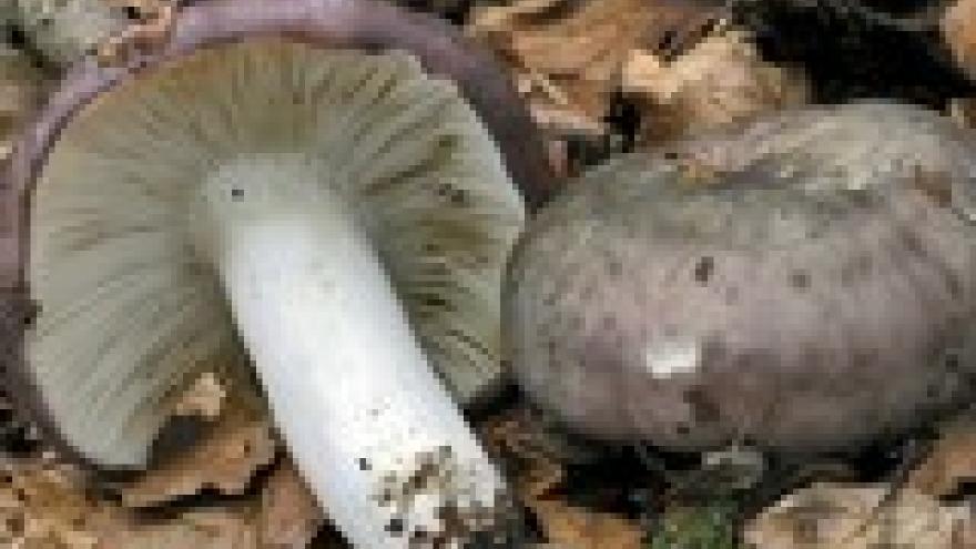 Russula cyanoxantha