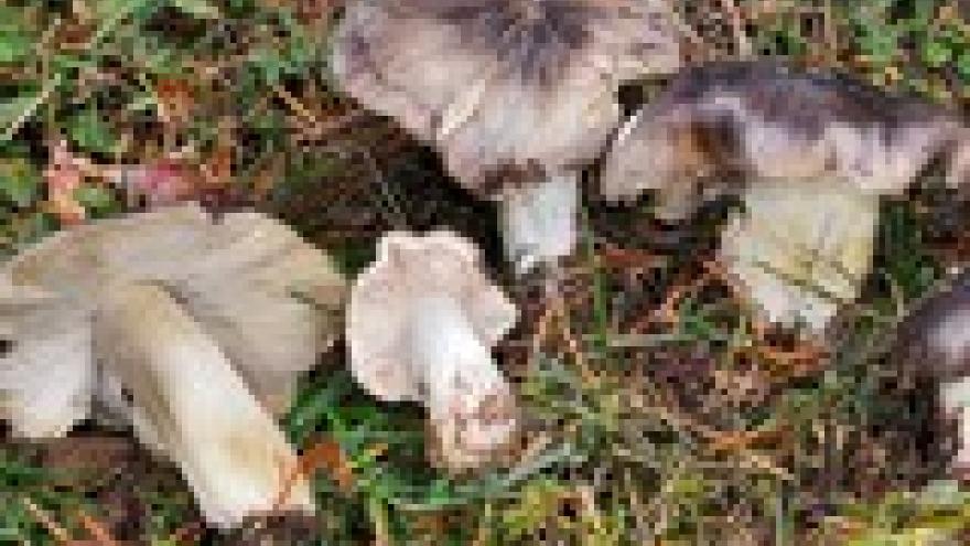 Tricholoma portentosum