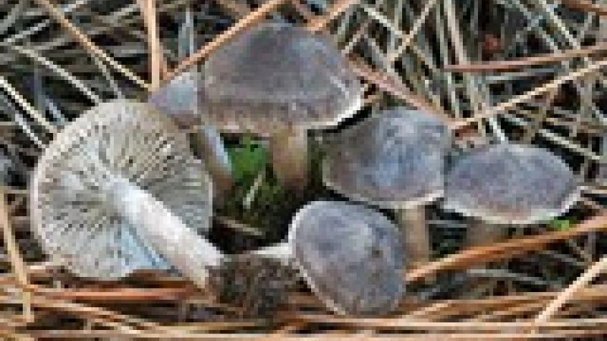 Tricholoma terrerum