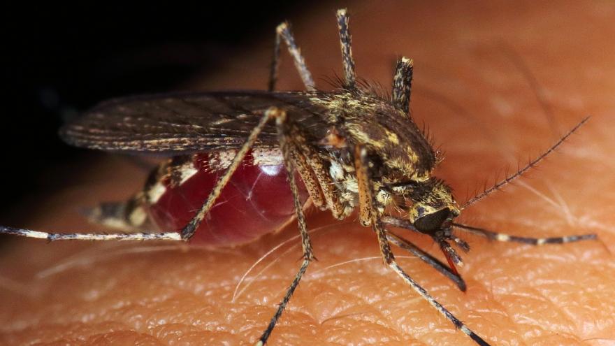 Primer plano de un mosquito hembra con el abdomen lleno de sangre