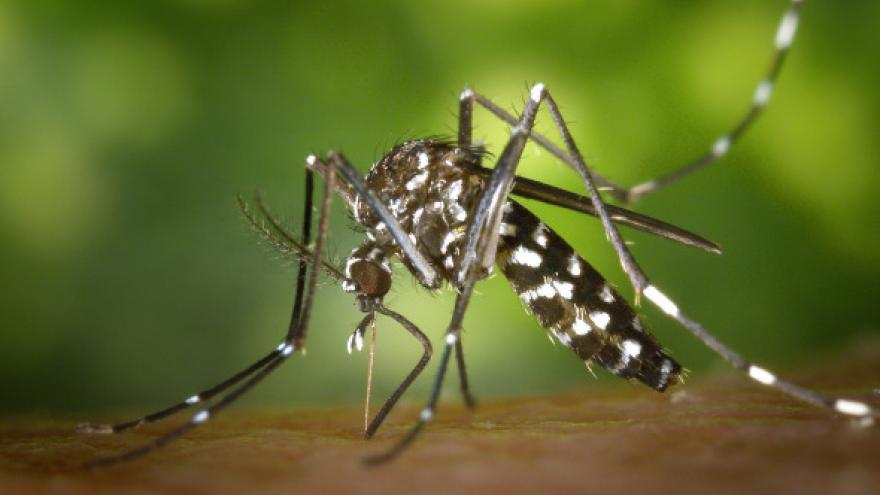 Mosquito tigre picando a una persona