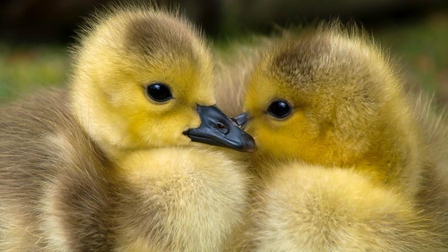 Dos patitos uno frente a otro