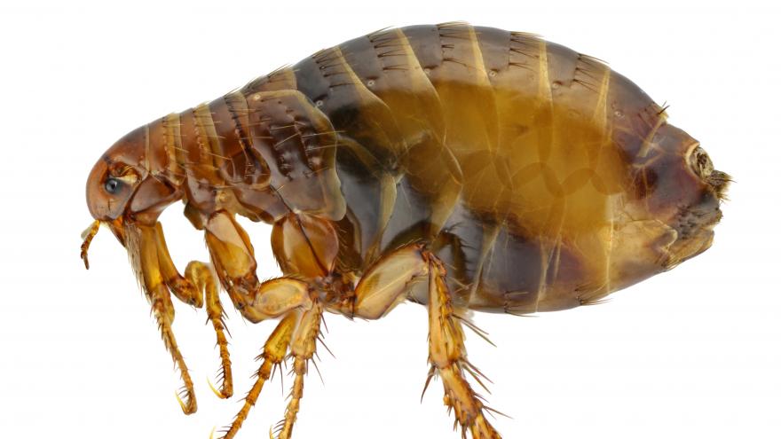 Imagen de una pulga sobre fondo blanco