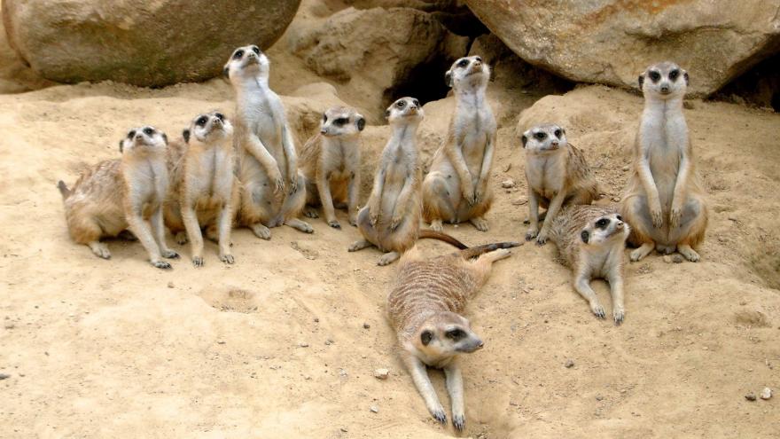 Grupo de suricatos en fila vigilando