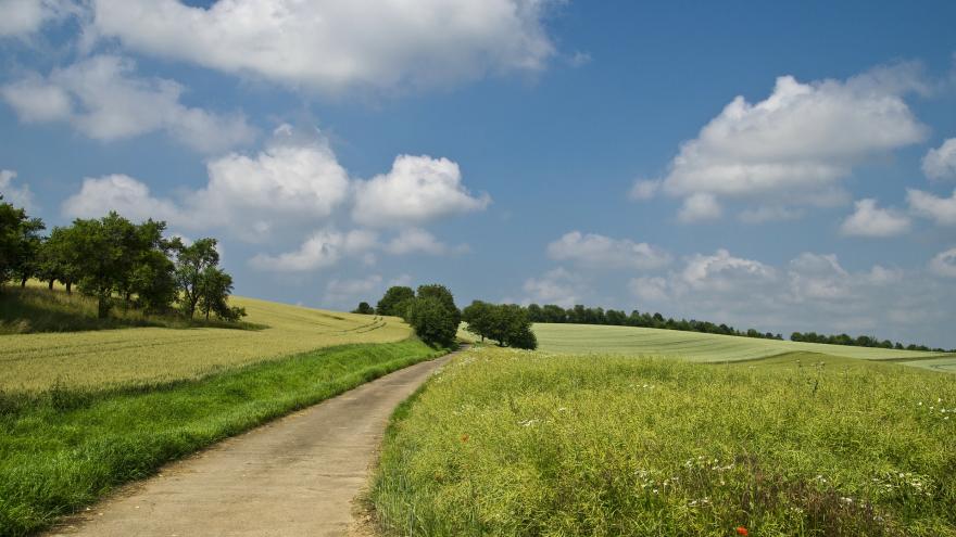 Camino en un prado