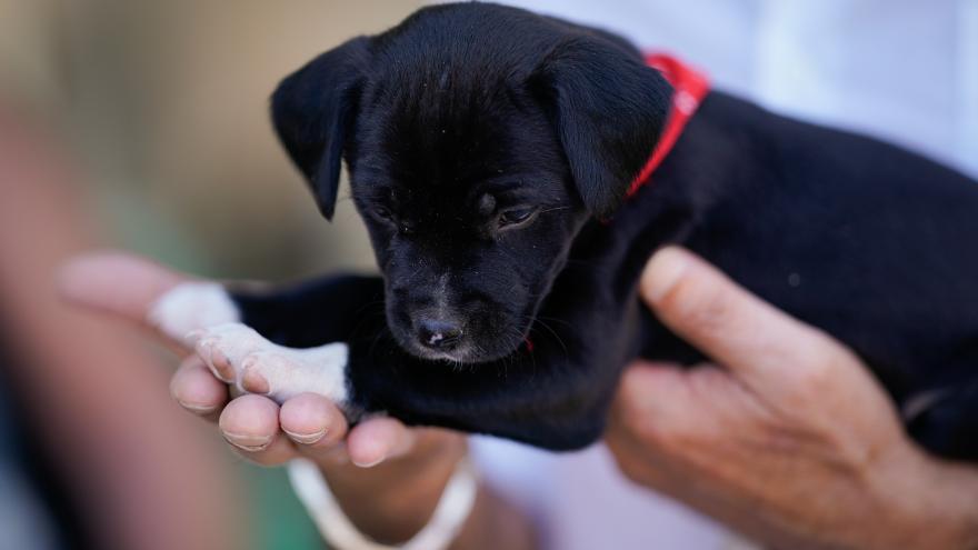 perro en adopción