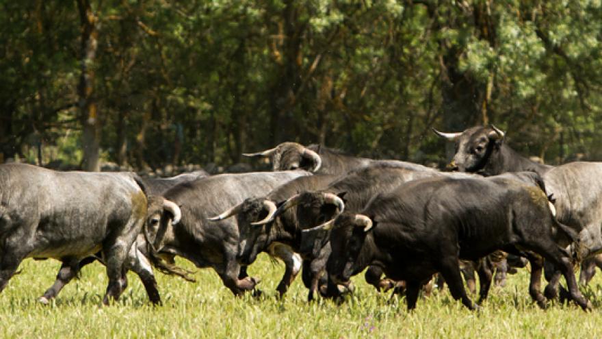 Toros de la ganadería Fernando Guzmán Guzmán