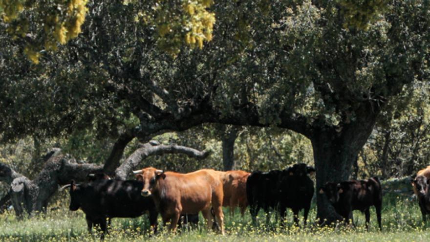 Finca  Cuarto Carretero