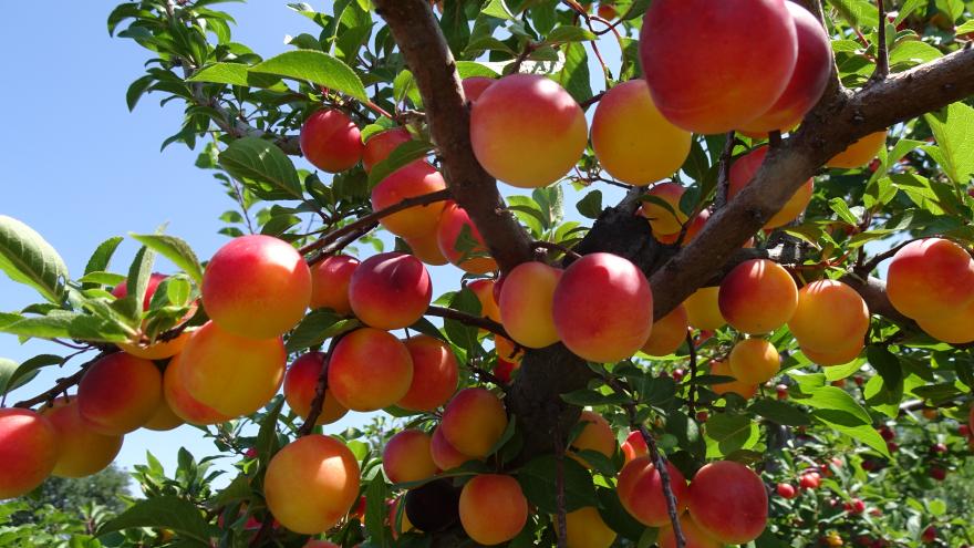 Primer plano de un ciruelo en la finca La Isla