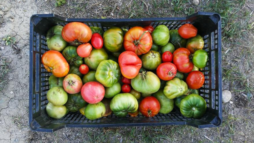 cesta de plástico con tomates verdes, rojos y sonrosados