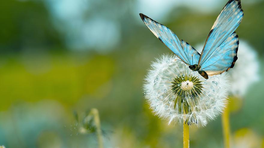 Mariposa azul posada en flor de diente de león