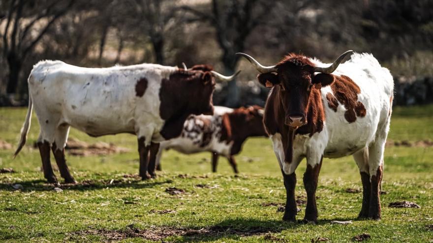 Vacas en el campo