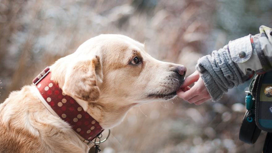 Perro oliendo una mano