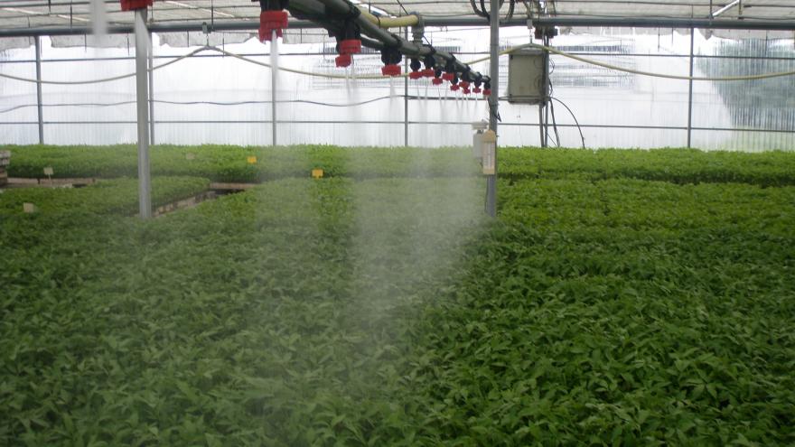 cultivos hortícolas en invernadero
