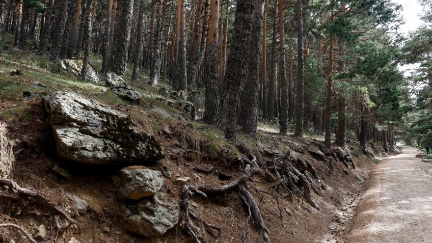 Paseo en mitad de un bosque