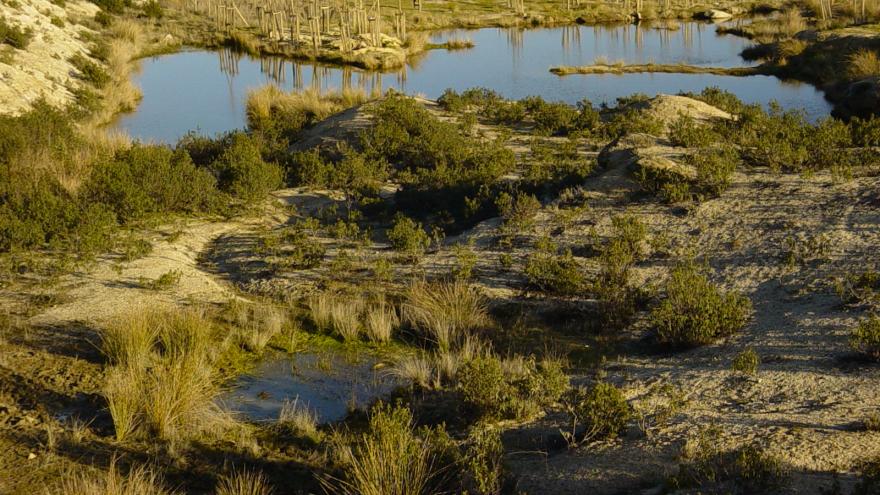 Humedales_Charcas de los Camorchos_Hoyo de Manzanares