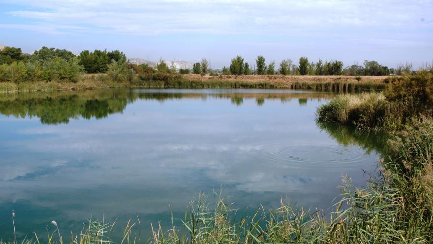 Humedales_Lagunas de Sotillo y Picón de los Conejos_Velilla de San Antonio