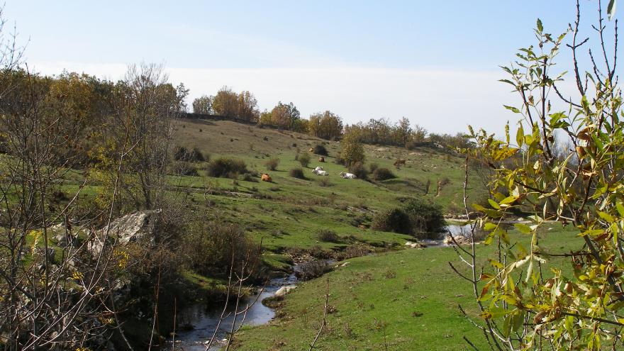 Reserva de la Biosfera Sierra del Rincón. Paisaje con vacas