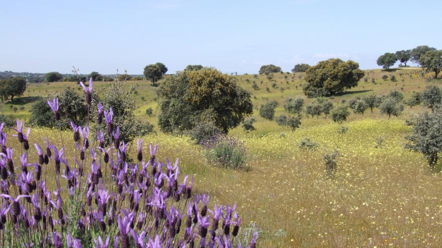 Parque Regional del curso medio del río Guadarrama y su entorno