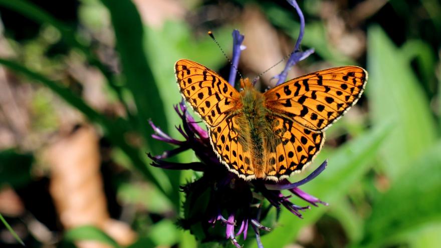 mariposa de colores anaranjados