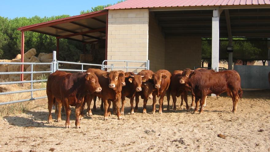 Vacas de raza avileña en dehesa