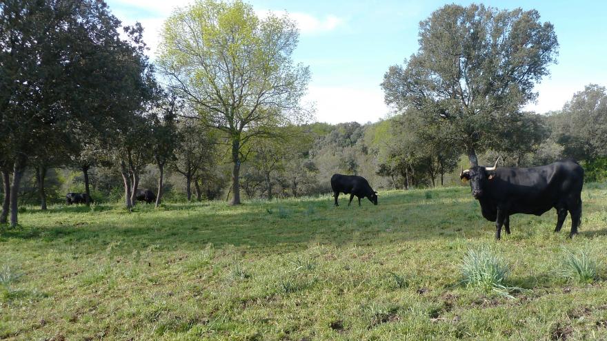 Vacas pastando