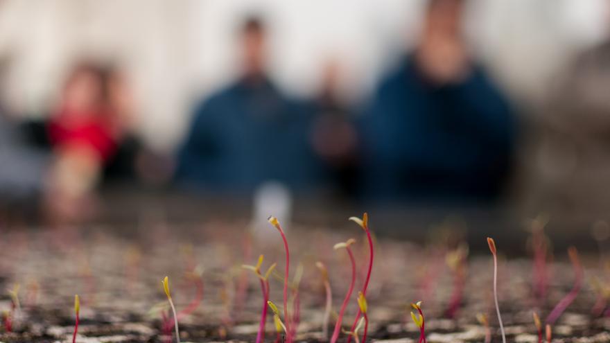 plantulas naciendo y al fondo siluetas de personas desenfocadas vestidas de azul