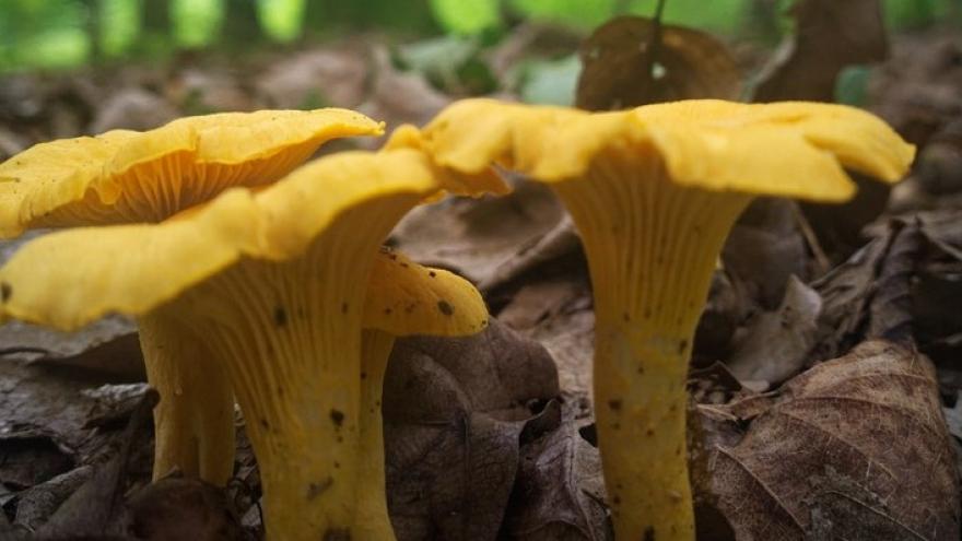 Foto cantharellus cibarius