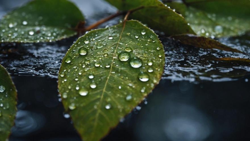 Imagen hoja con gotas de agua