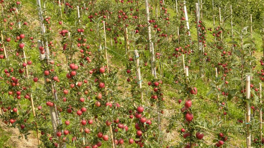 Manzanas plantadas