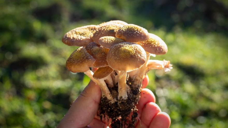 Foto micología