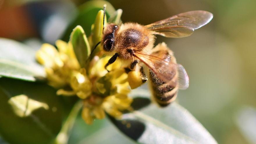 Abeja sobre una flor