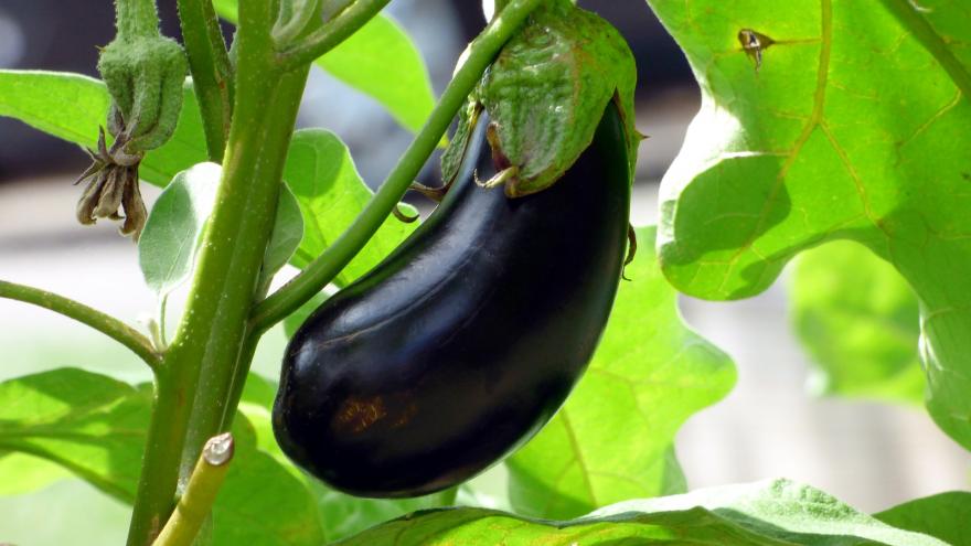 Planta de berenjena