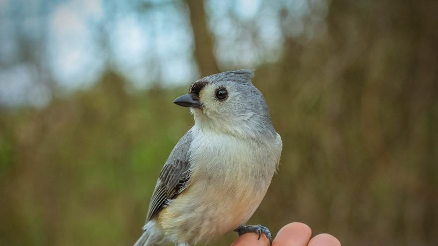 Foto pájaro