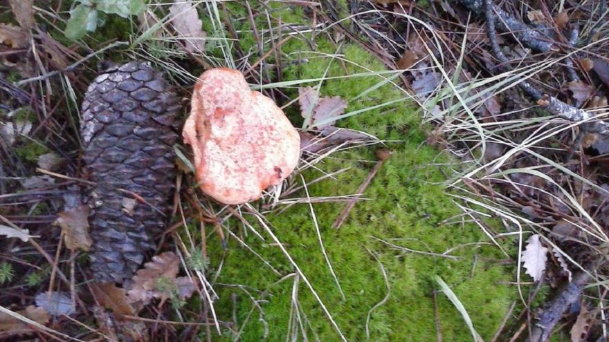 detalle suelo de bosque