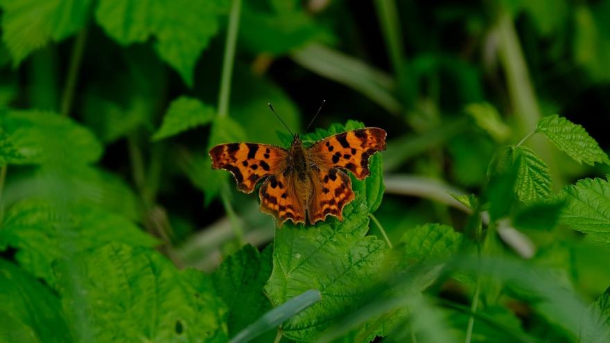 Mariposa naranja sobre hojas verdes