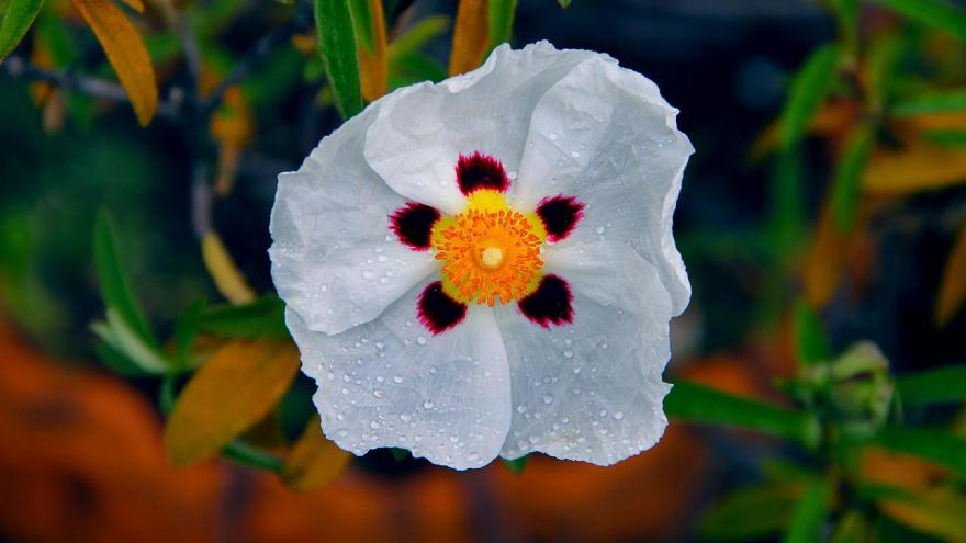 Flor blanca