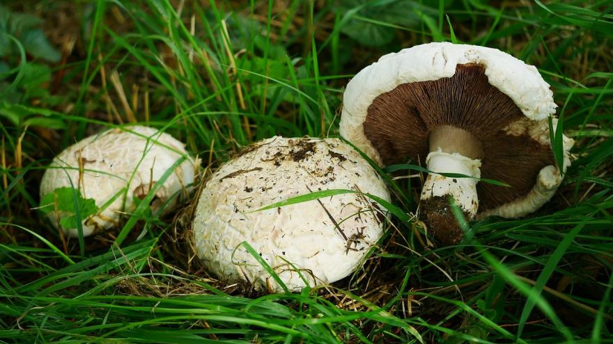 Hongos en el campo