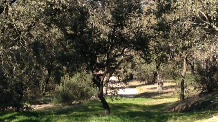 Image of an oak