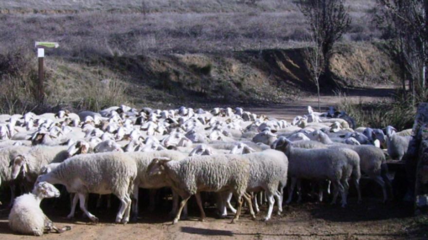 Ovejas en una vía pecuaria