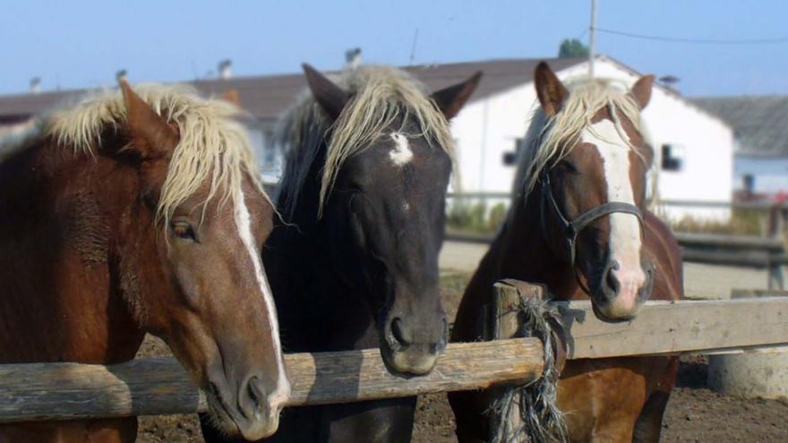 Imagen de varios caballos