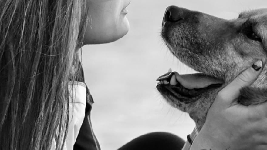 Centro Integral de Acogida de Animales 