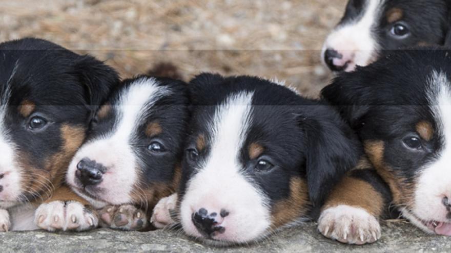 Esterilización