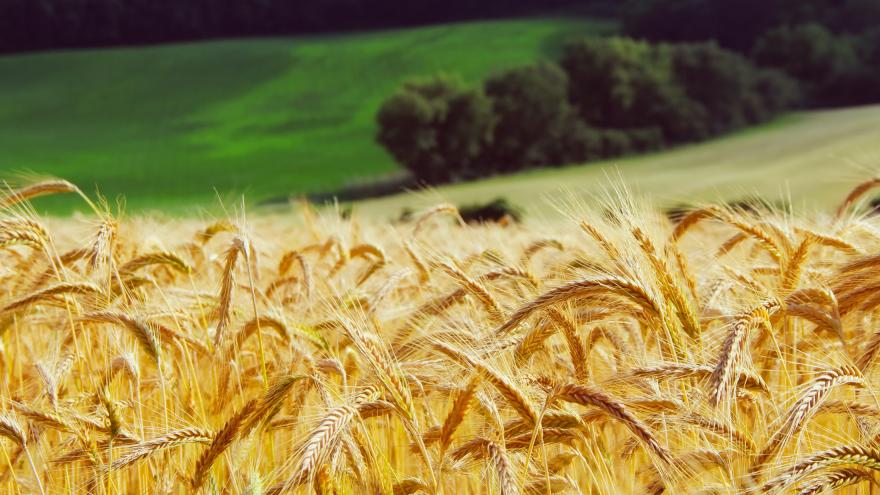 Política Agrícola Común. Imagen de un campo de trigo