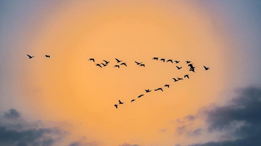 Foto aves cielo