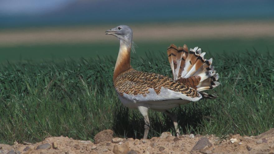 Avutarda en campo de cebada