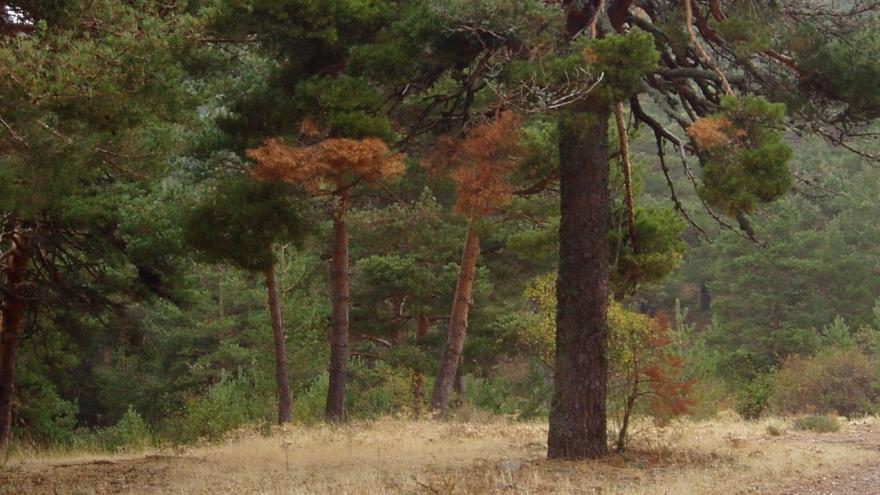 Foto barranca