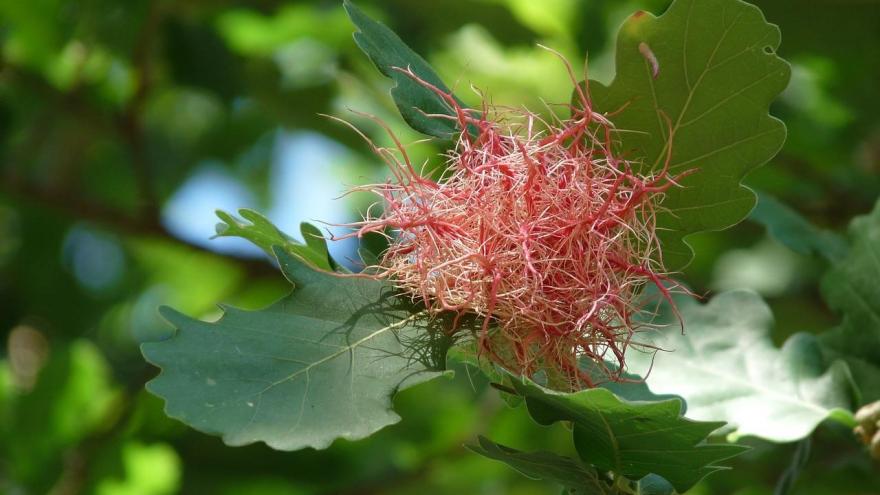 Encina hojas flor