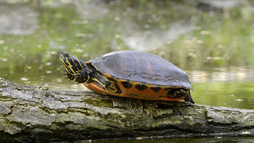 Tortuga de florida sobre un tronco