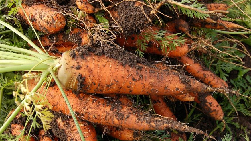 Zanahorias tierra